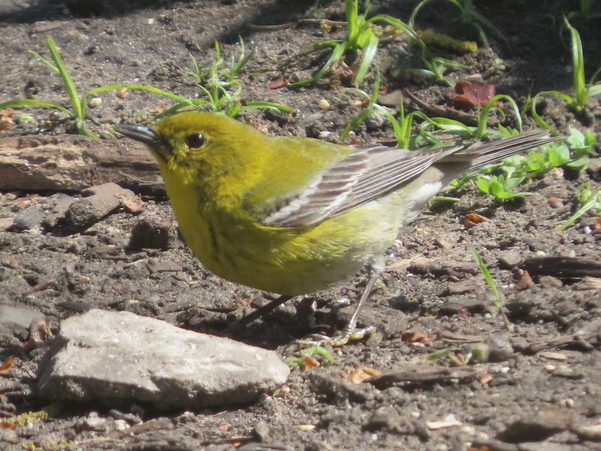 Pine Warbler - ML641254381