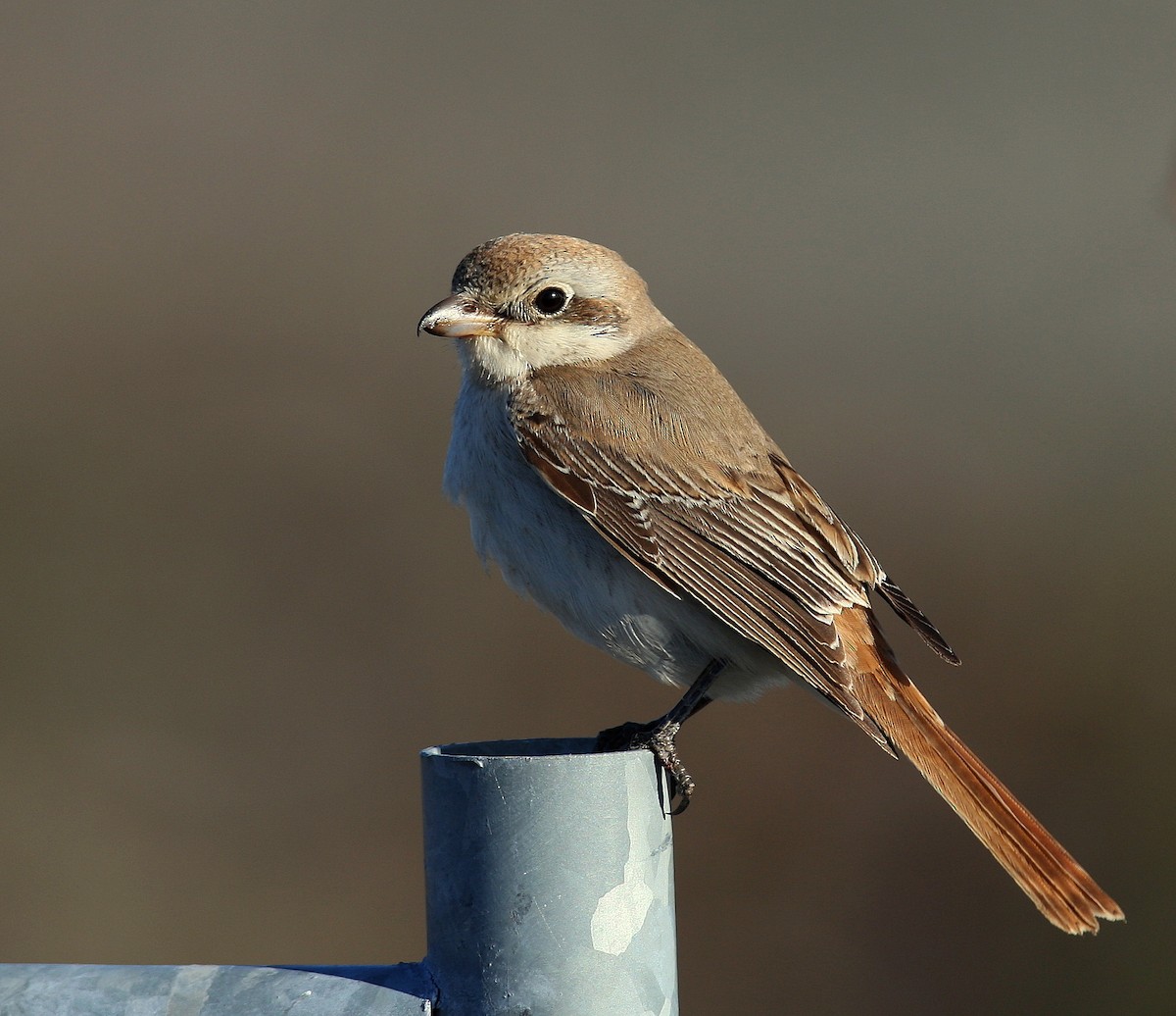 Red-tailed Shrike - ML641254399