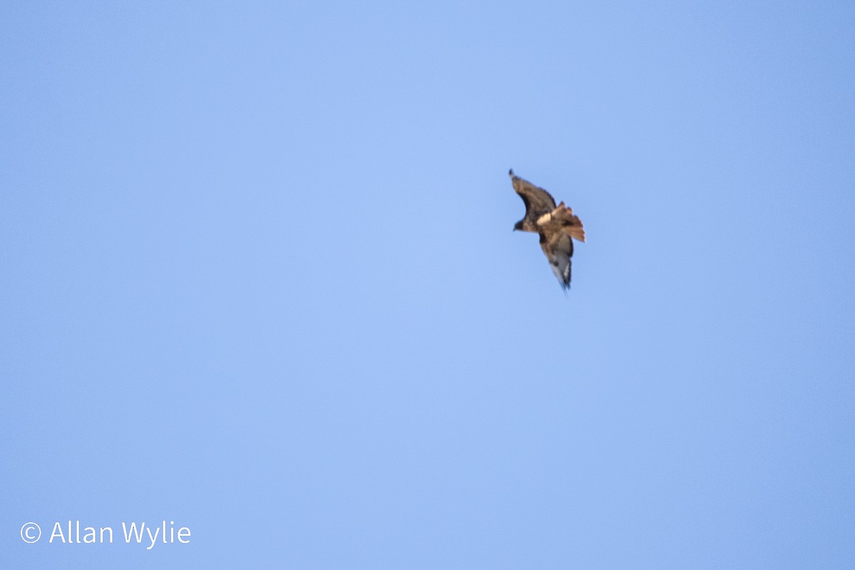 Red-tailed Hawk - ML641254429
