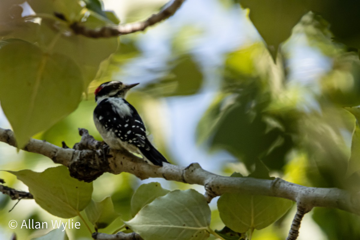 Downy Woodpecker - ML641254444