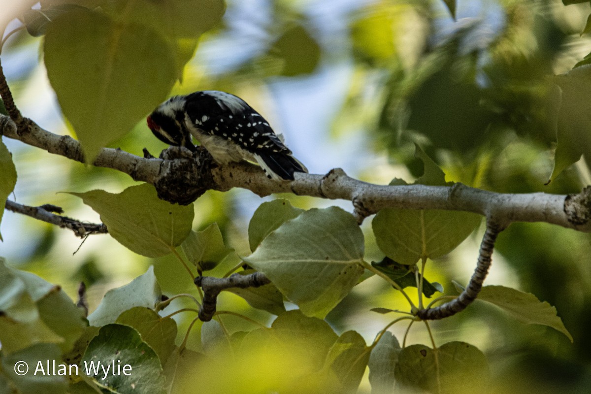 Downy Woodpecker - ML641254445