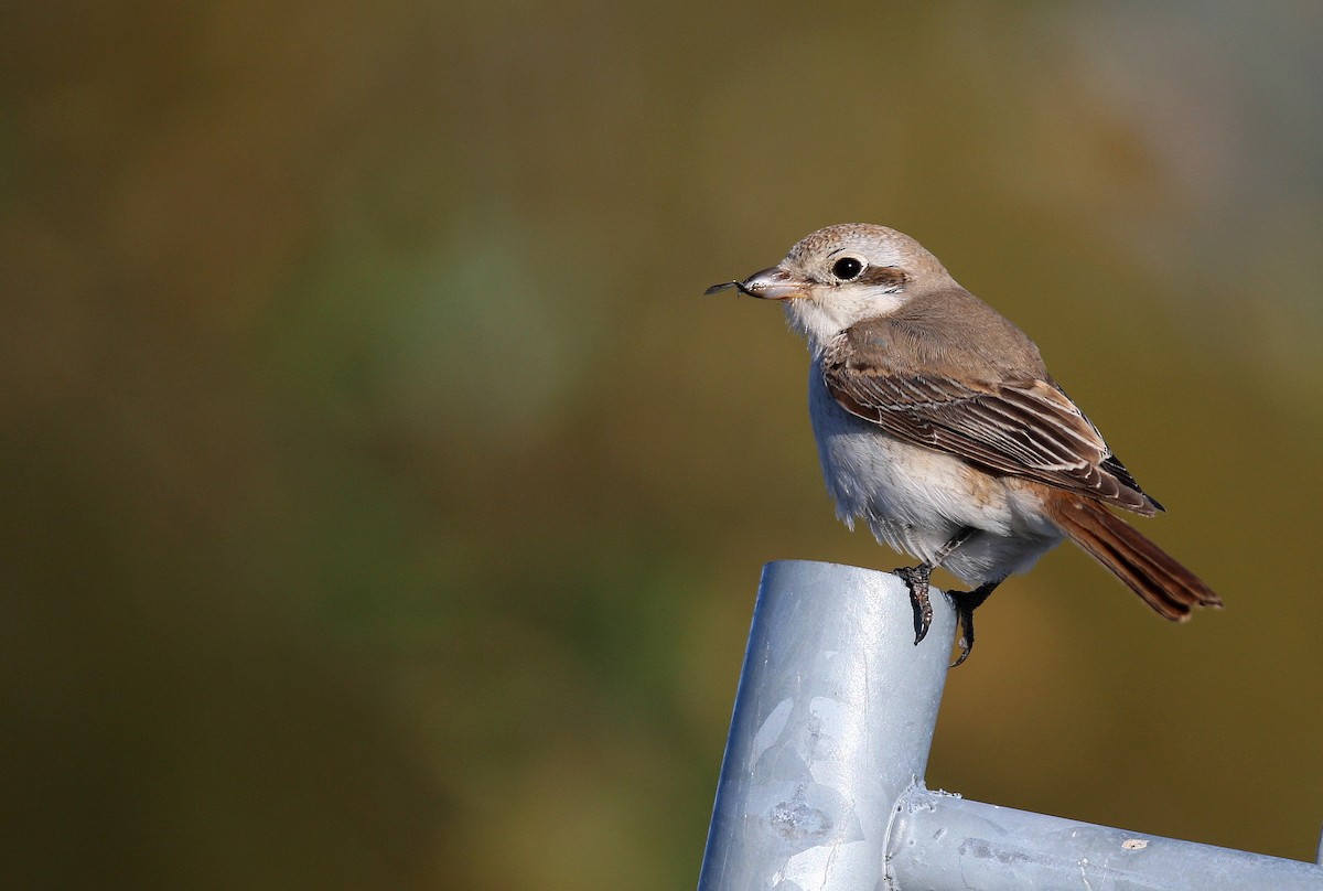 Red-tailed Shrike - ML641254450