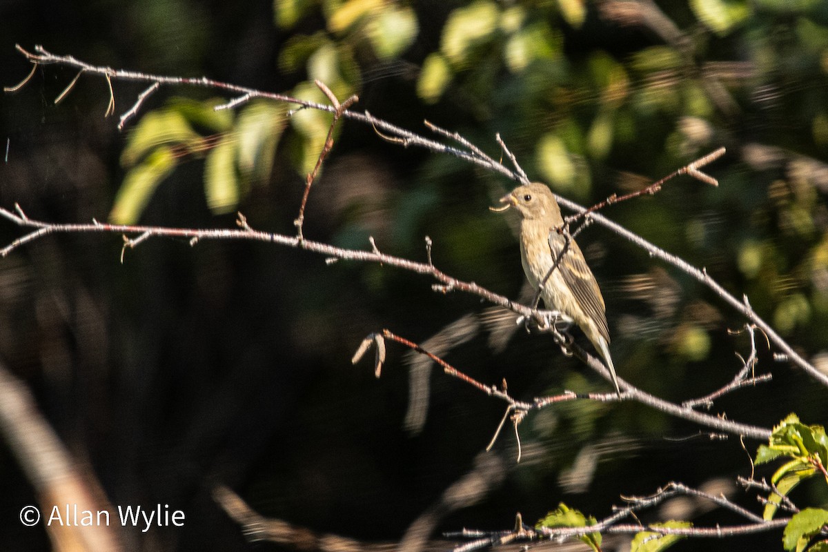 Lazuli Bunting - ML641254455