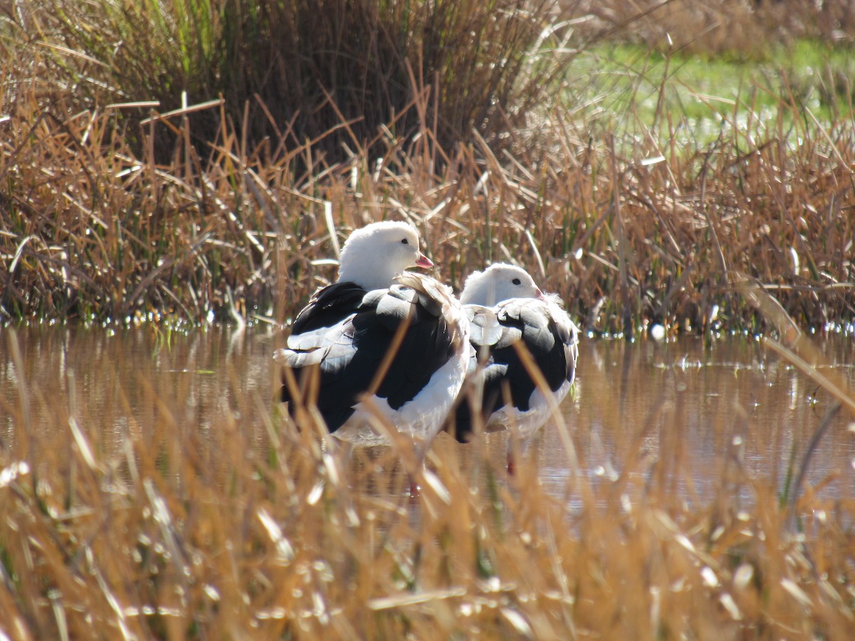 husice andská - ML641254457