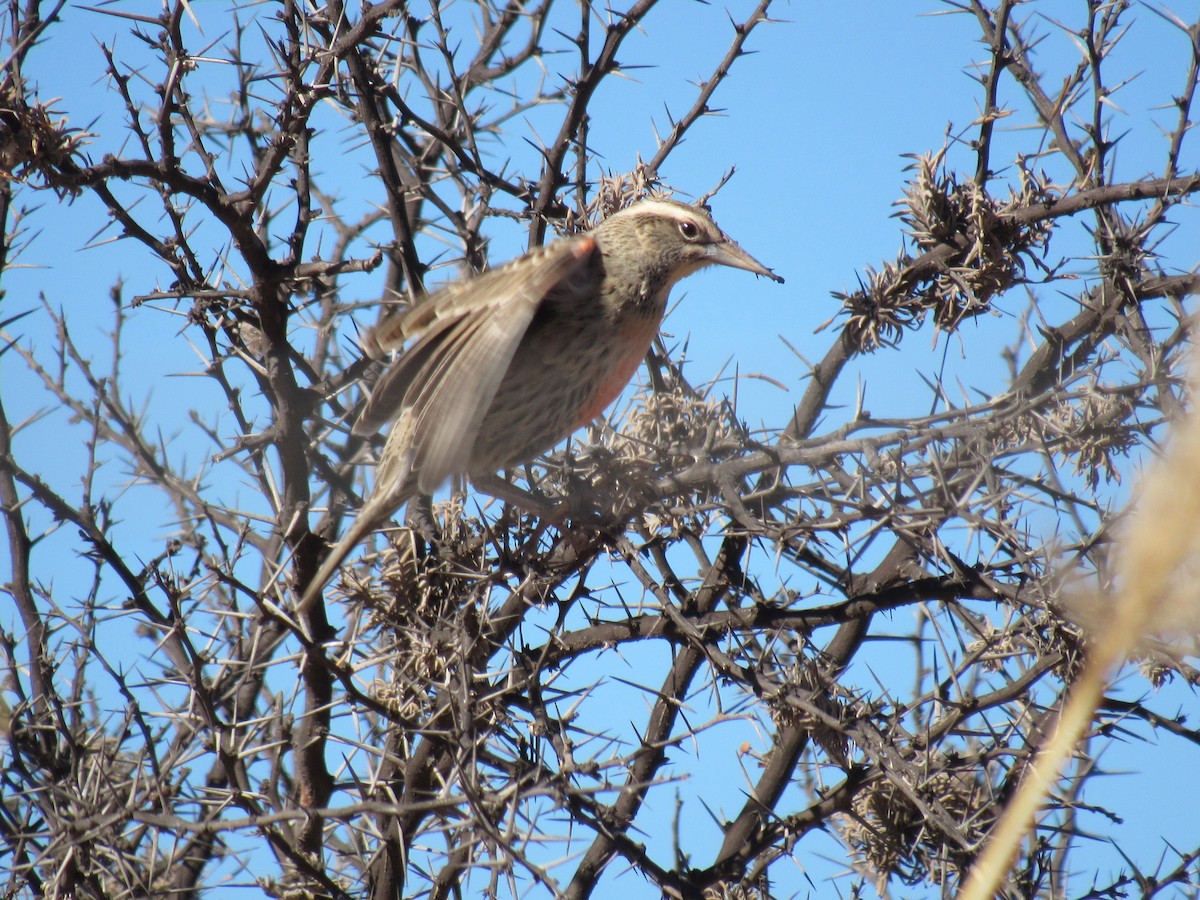 Long-tailed Meadowlark - ML641254477