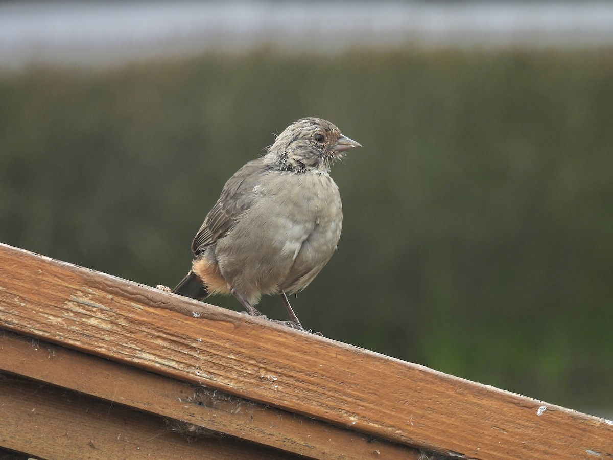 California Towhee - ML641254485