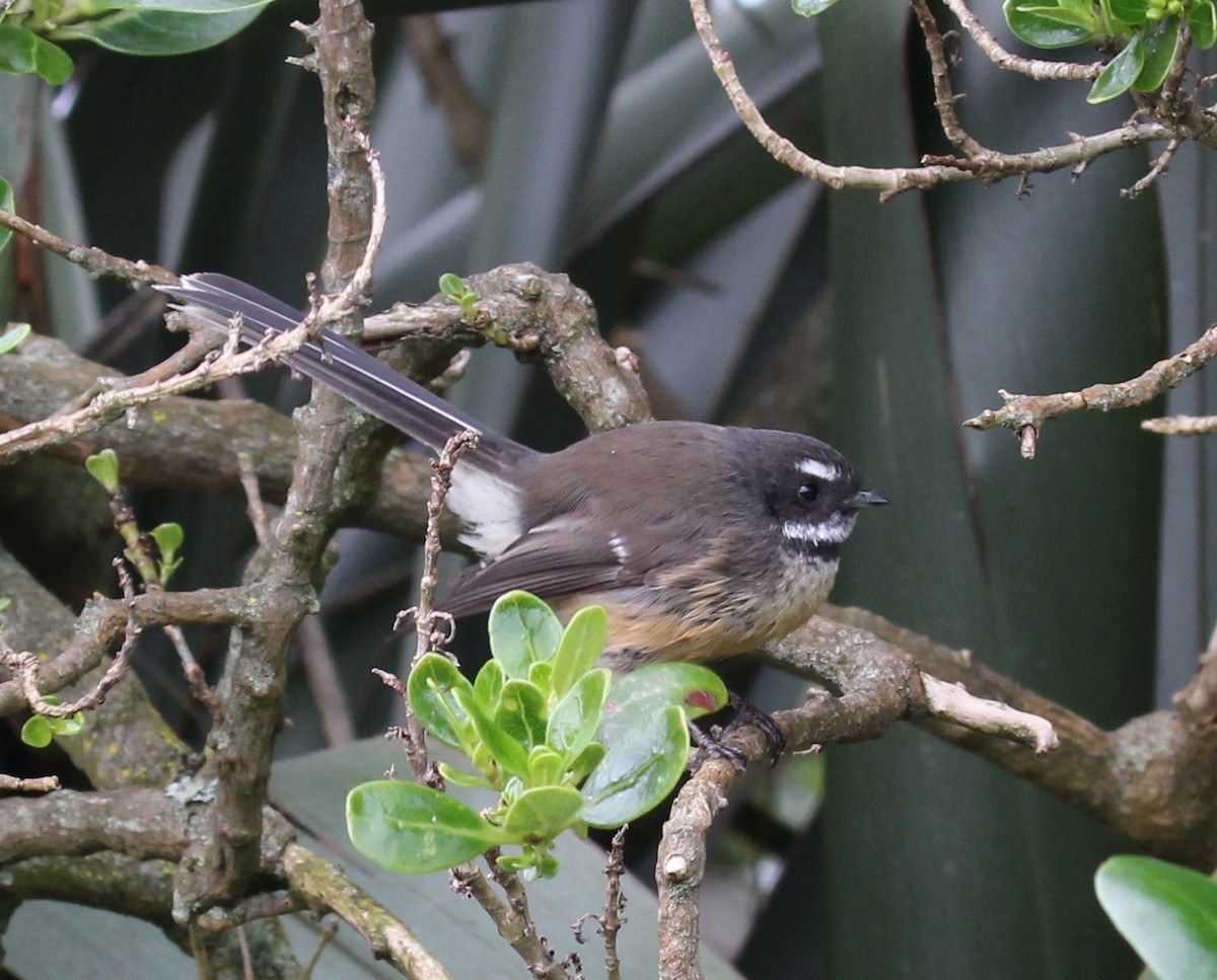New Zealand Fantail - ML641254517