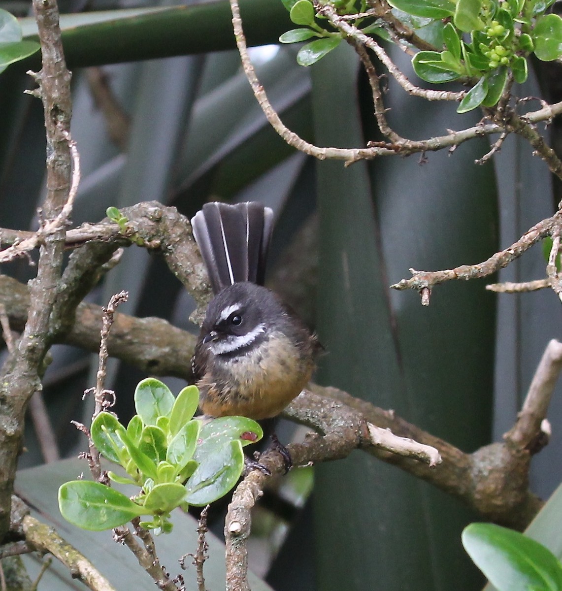 New Zealand Fantail - ML641254518