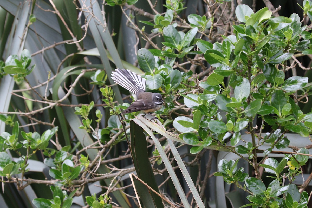 New Zealand Fantail - ML641254522