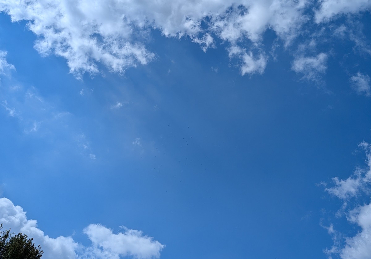 lelek sokolí - ML641254586