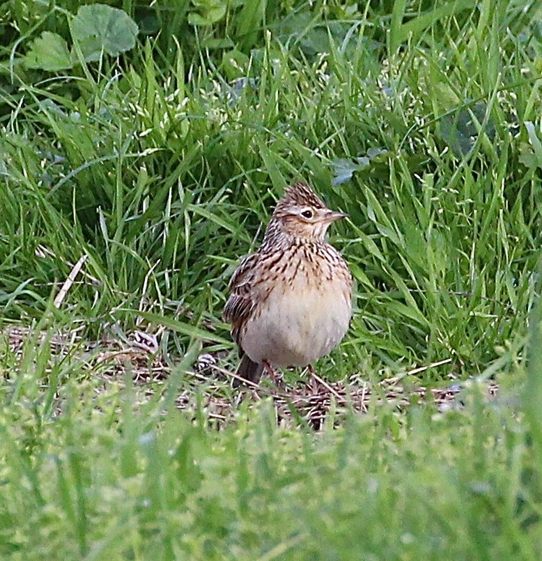 Eurasian Skylark - ML641254599