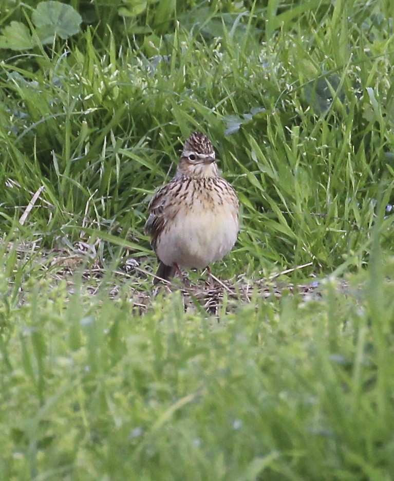 Eurasian Skylark - ML641254600