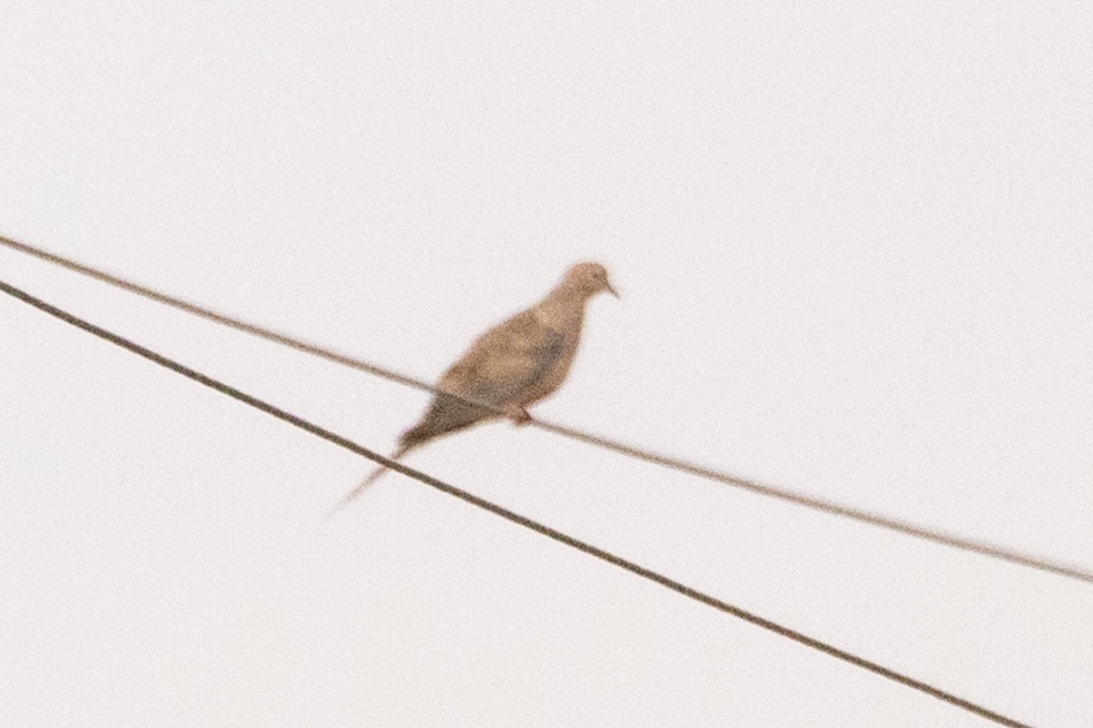 Mourning Dove - ML641254643