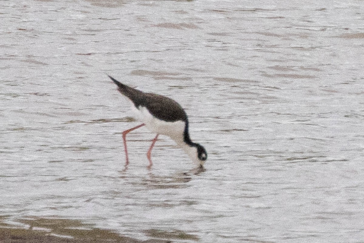 Black-necked Stilt - ML641254651