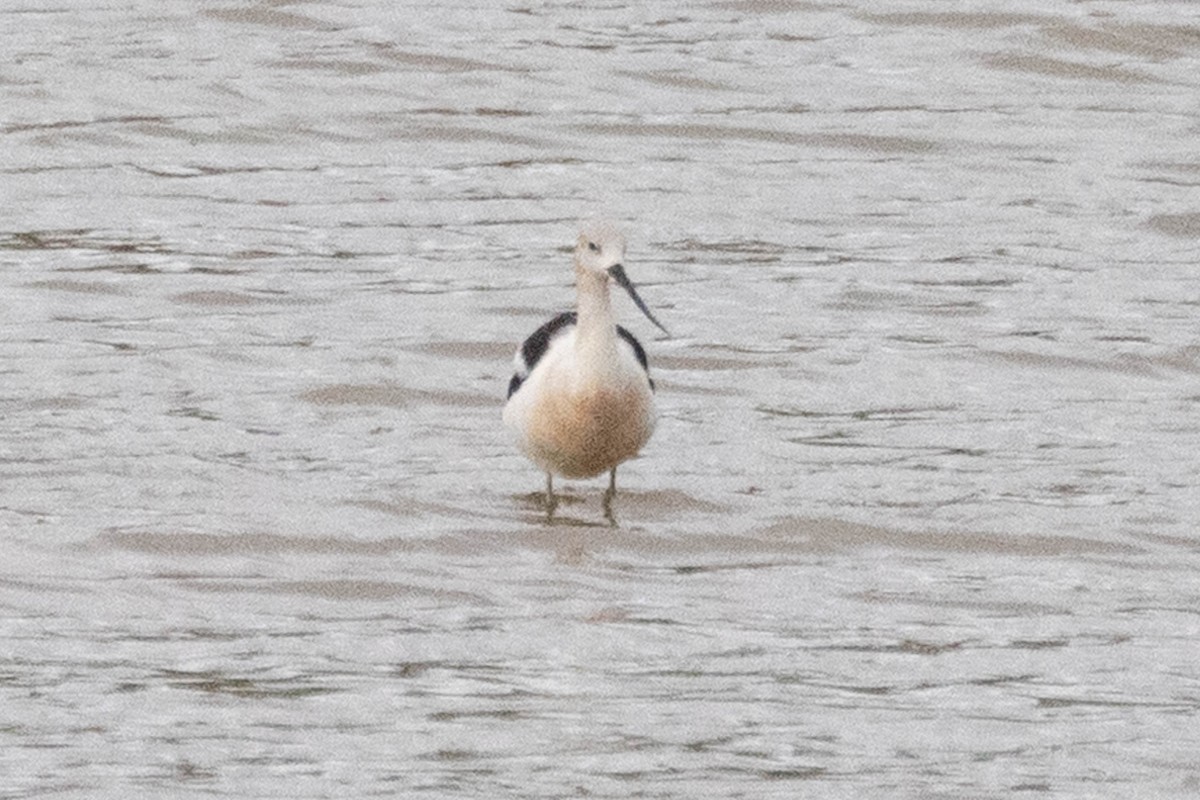 American Avocet - ML641254653