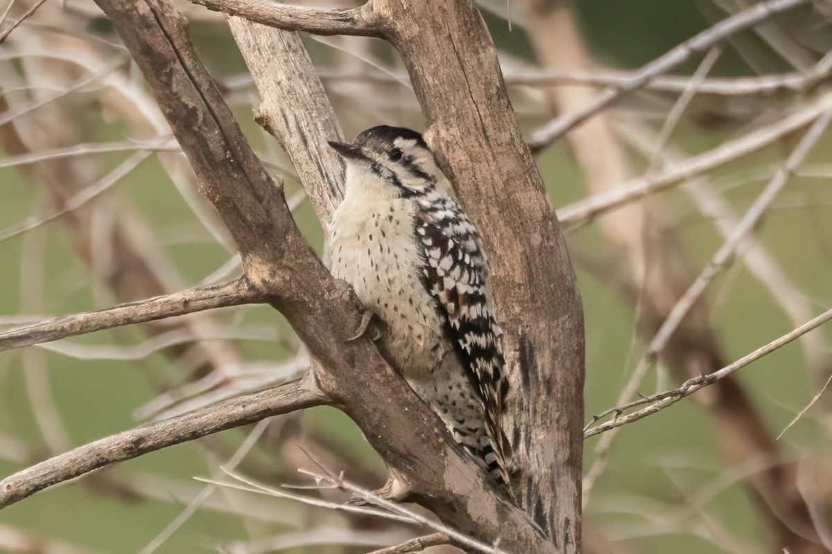 Ladder-backed Woodpecker - ML641254668