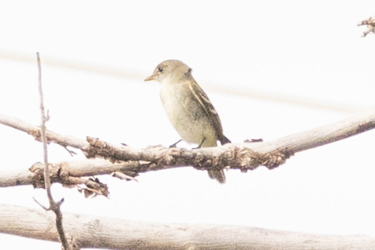 Willow Flycatcher - ML641254679