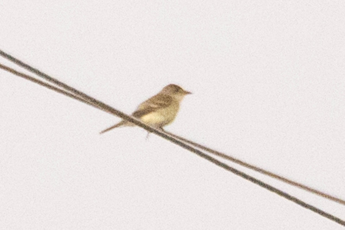 Willow Flycatcher - ML641254680