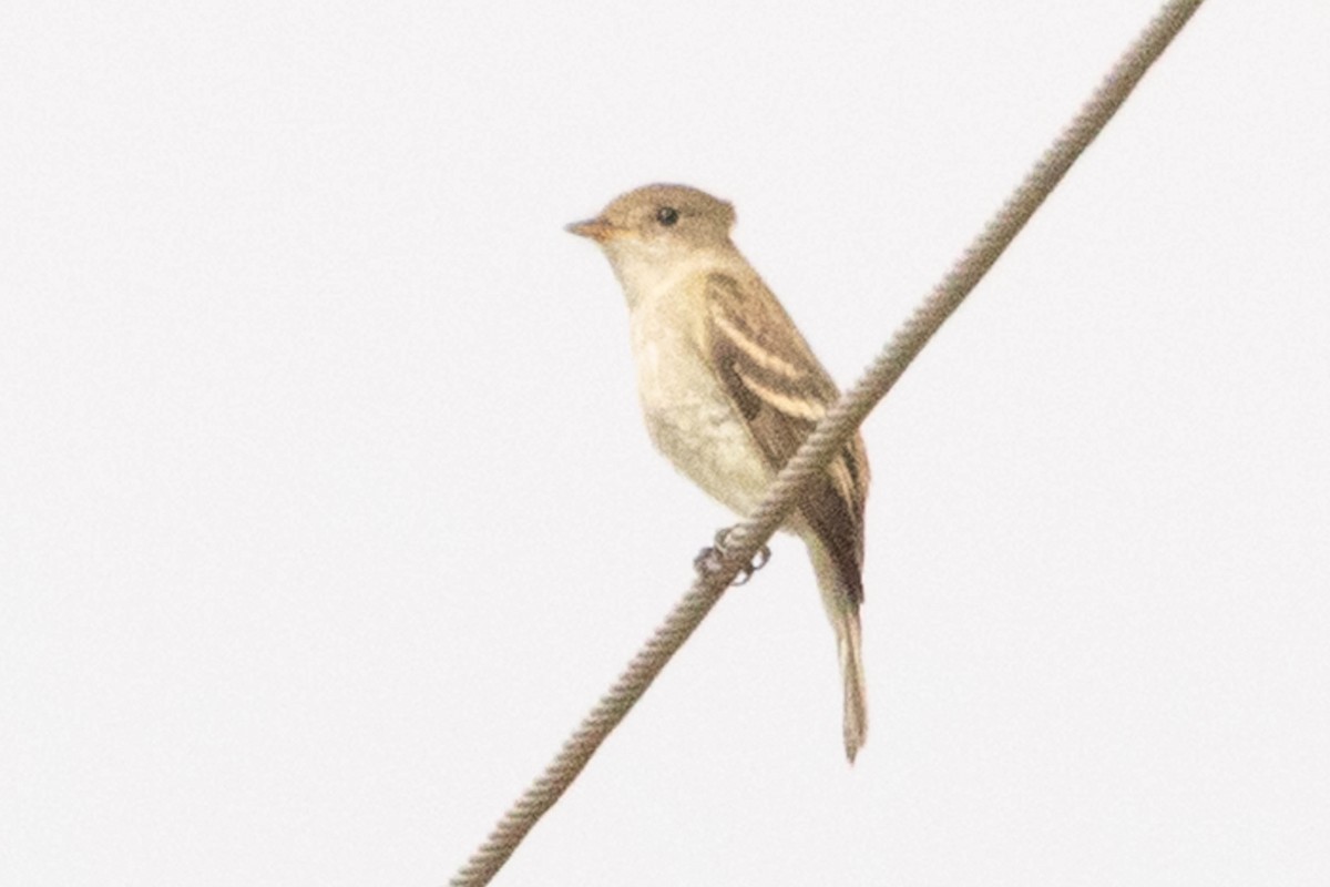Willow Flycatcher - ML641254681