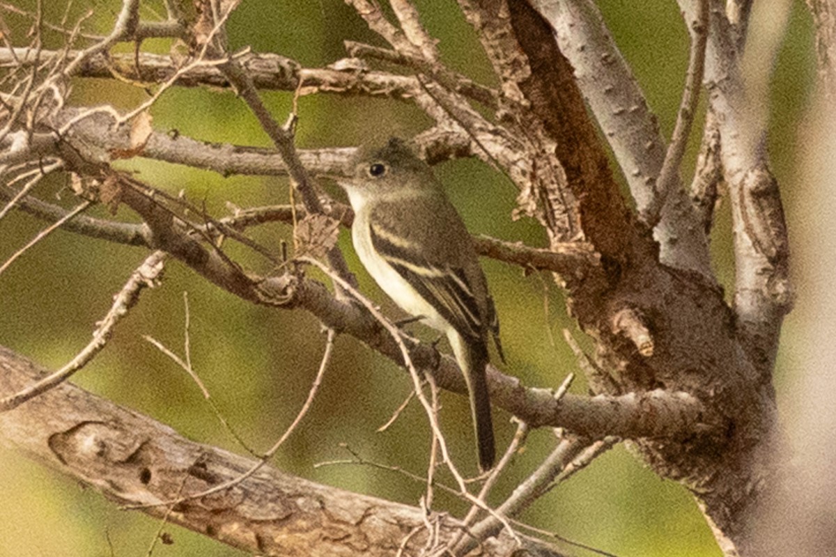 Least Flycatcher - ML641254694