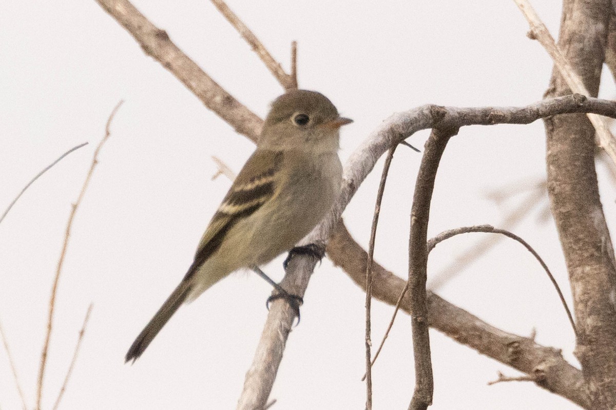 Least Flycatcher - ML641254695