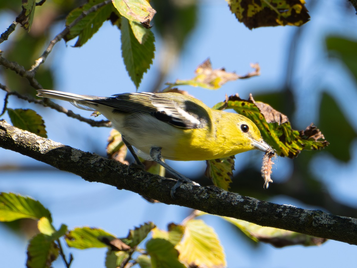 Yellow-throated Vireo - ML641254696