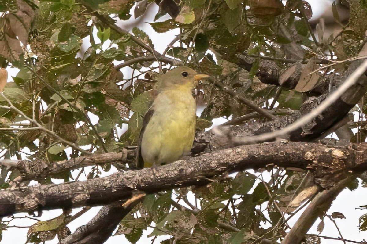 Western Tanager - ML641254704