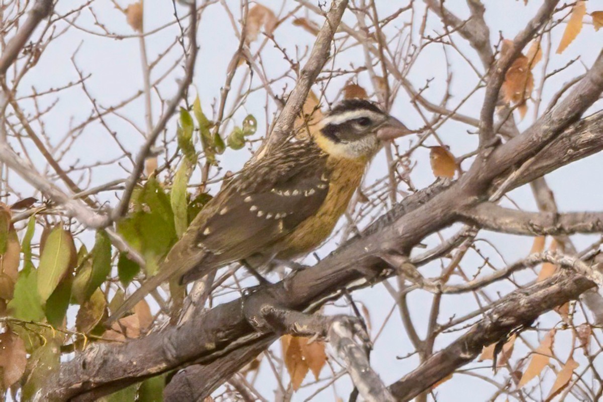 Black-headed Grosbeak - ML641254710