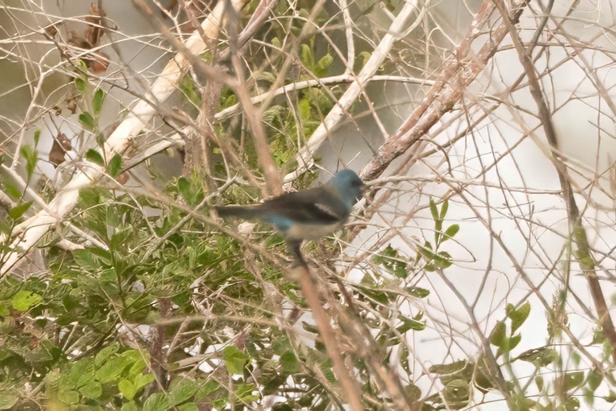 Lazuli Bunting - ML641254717