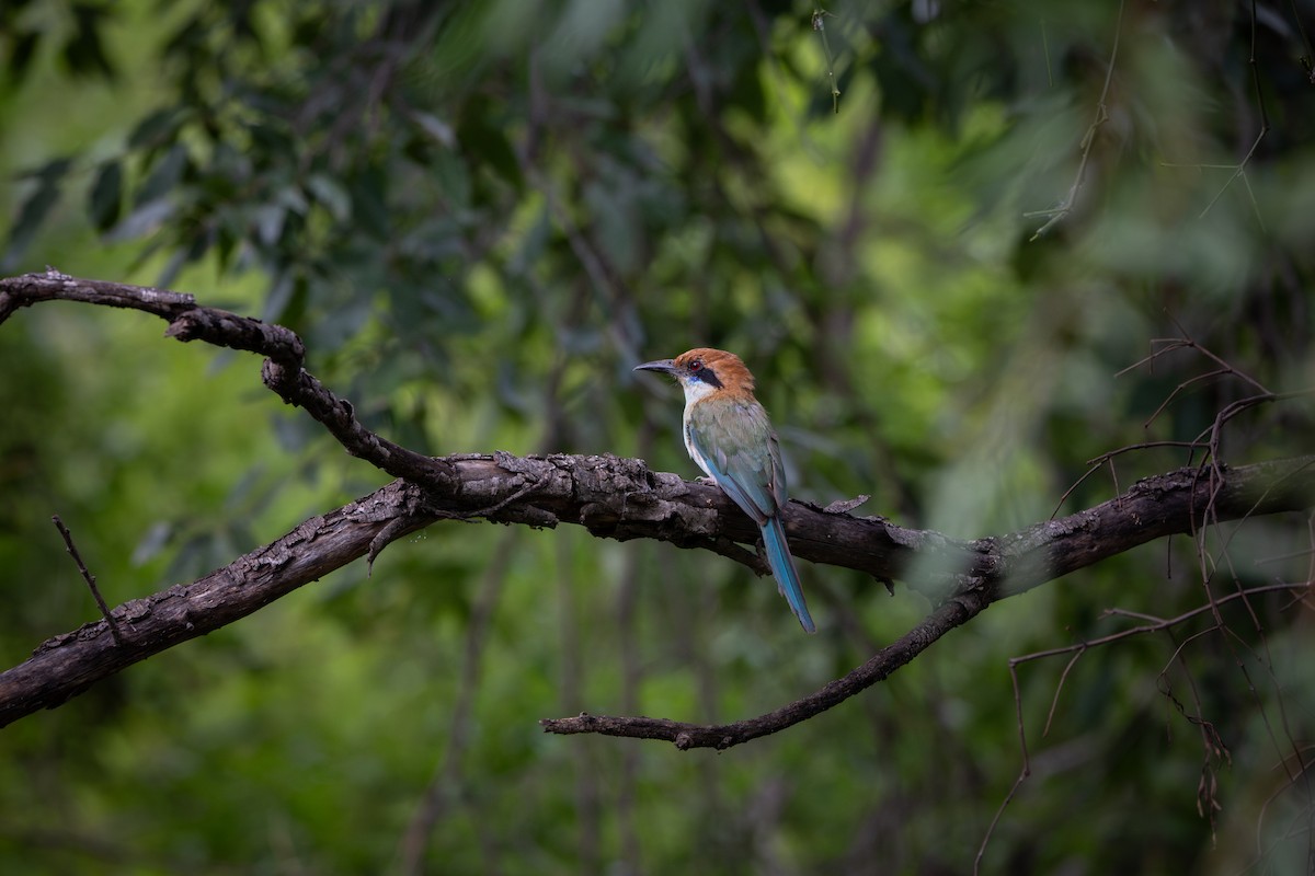 Russet-crowned Motmot - ML641254727