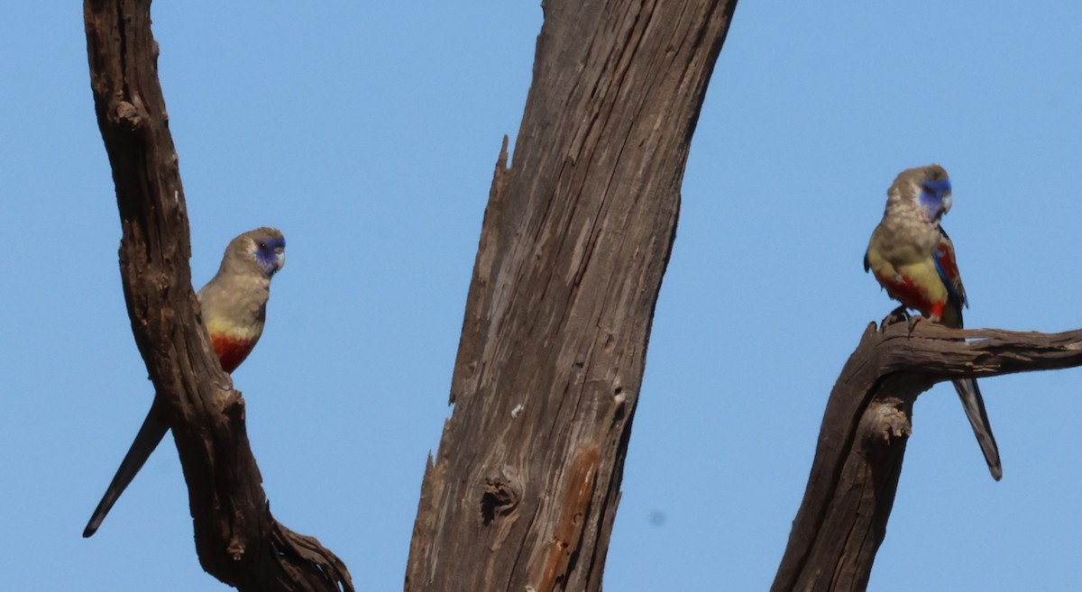 Greater Bluebonnet - ML641254740