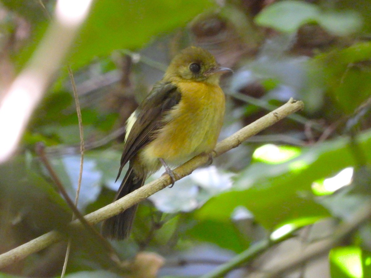 Sulphur-rumped Flycatcher - ML641254758