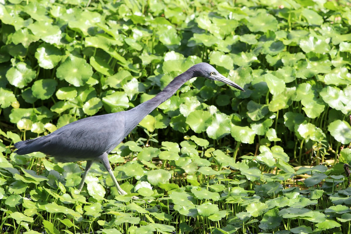 Little Blue Heron - ML641254759