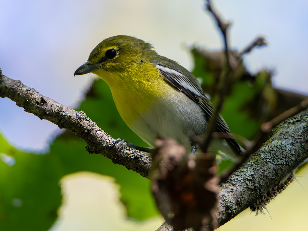 Yellow-throated Vireo - ML641254763