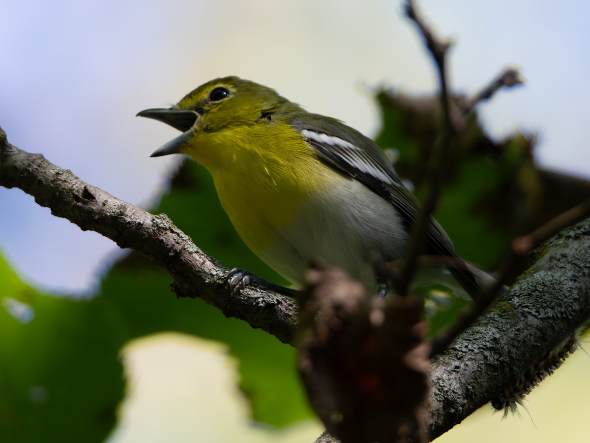 Yellow-throated Vireo - ML641254770