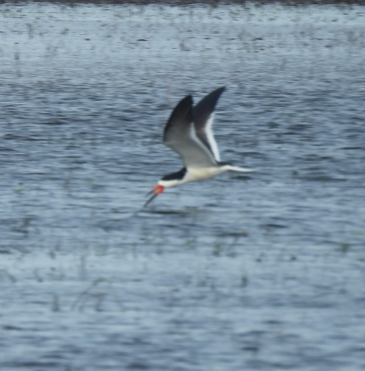 Black Skimmer - ML641254803