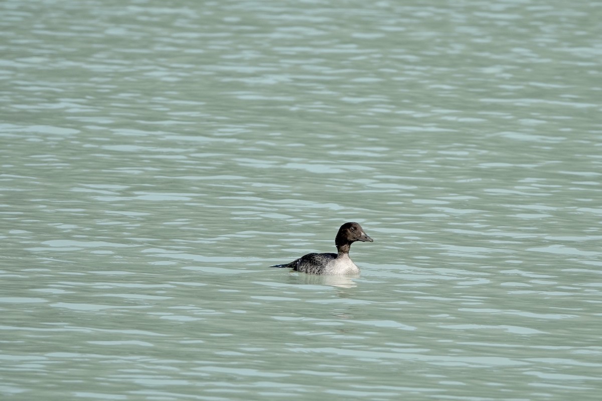 Barrow's Goldeneye - ML641254812