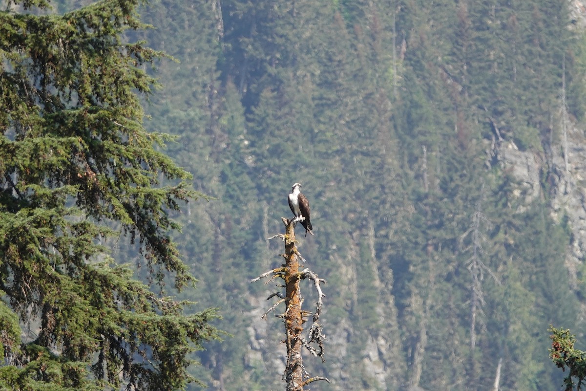 Скопа західна - ML641254827