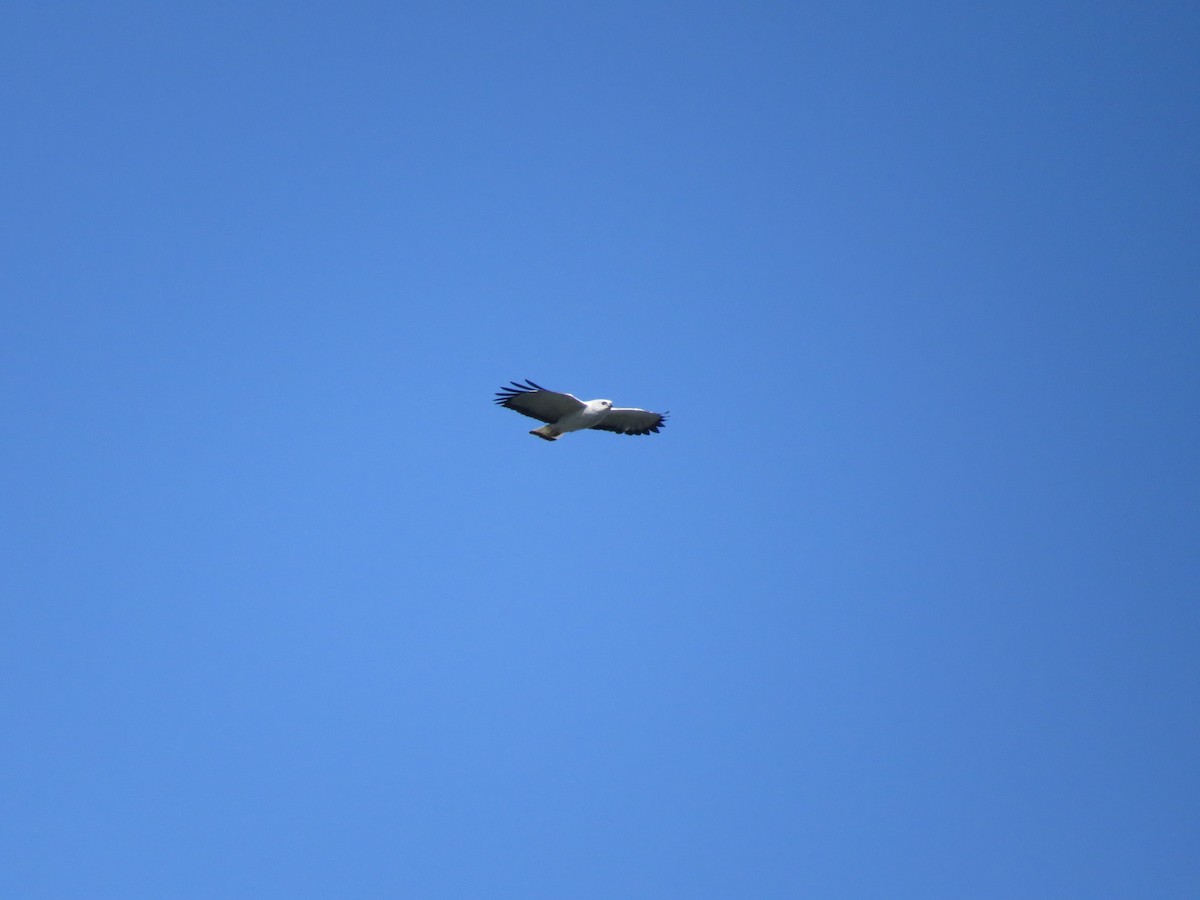 White-necked Hawk - ML641254830
