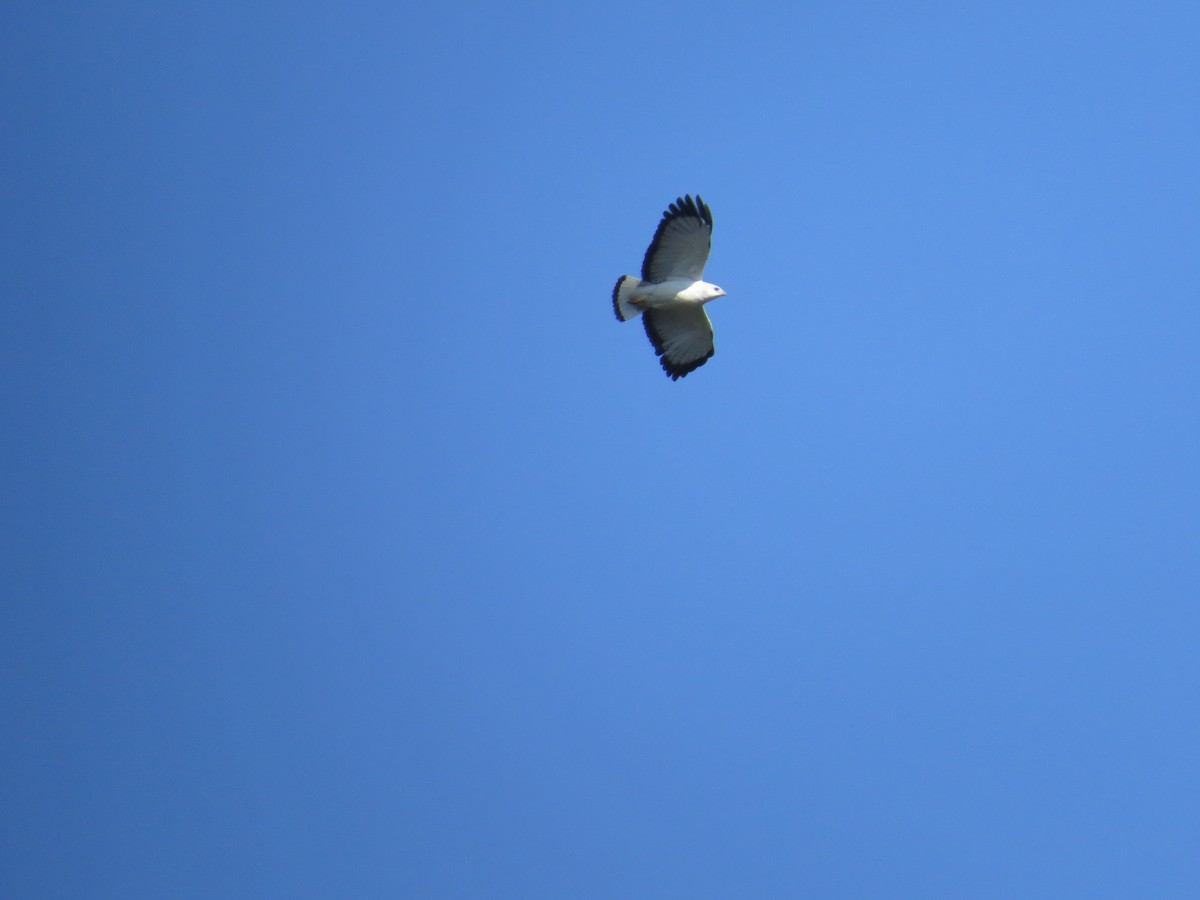 White-necked Hawk - ML641254833