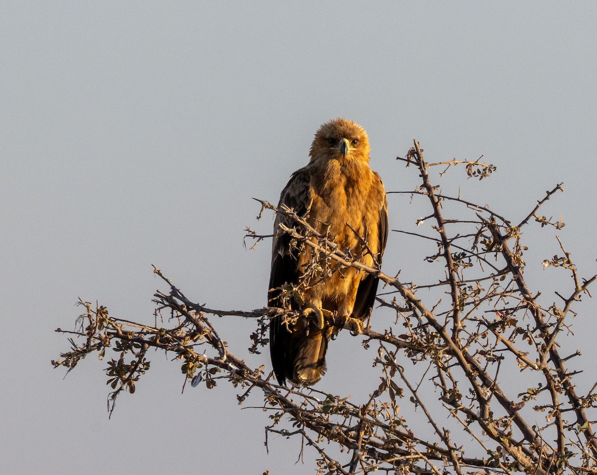 Tawny Eagle - ML641254834