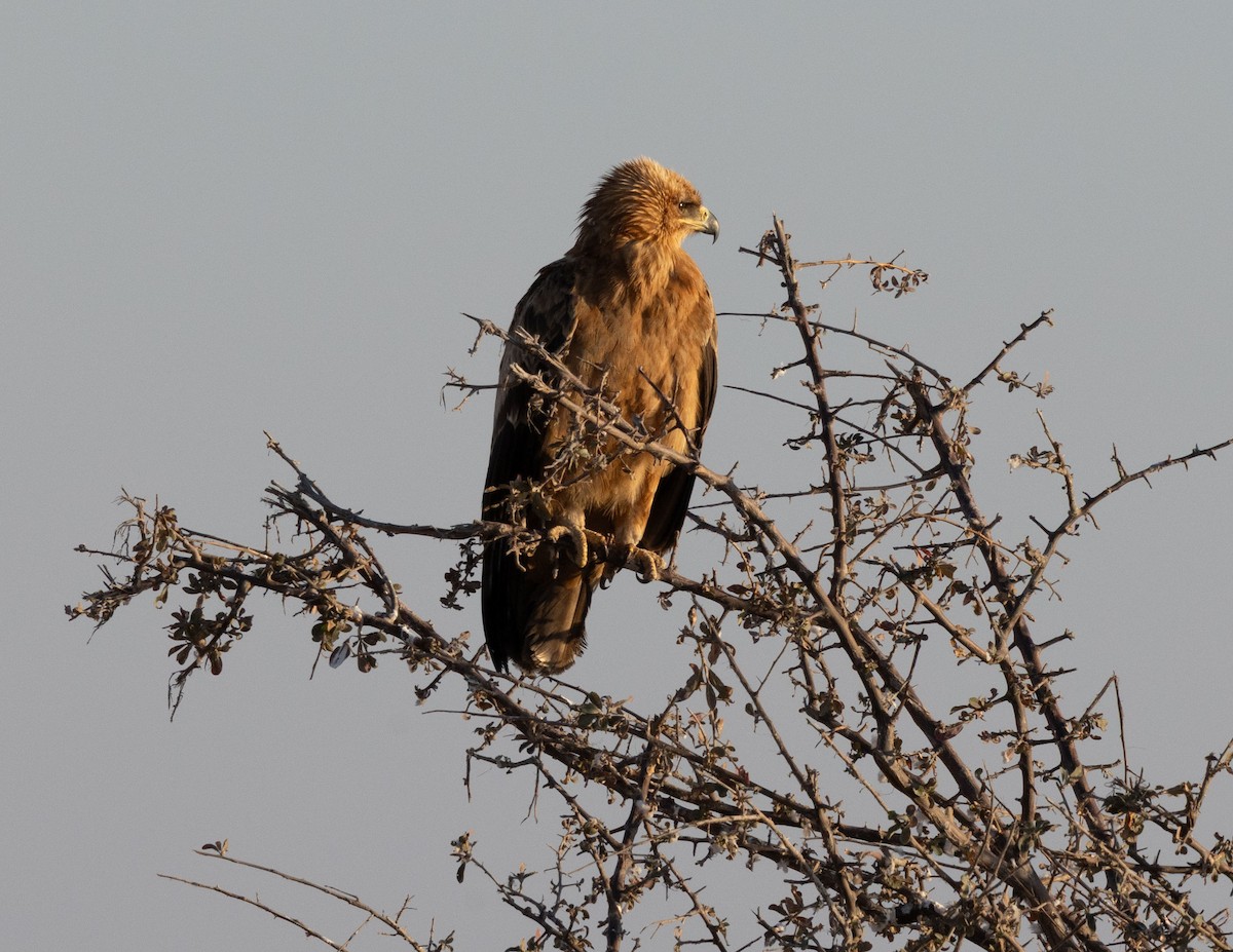 Tawny Eagle - ML641254835