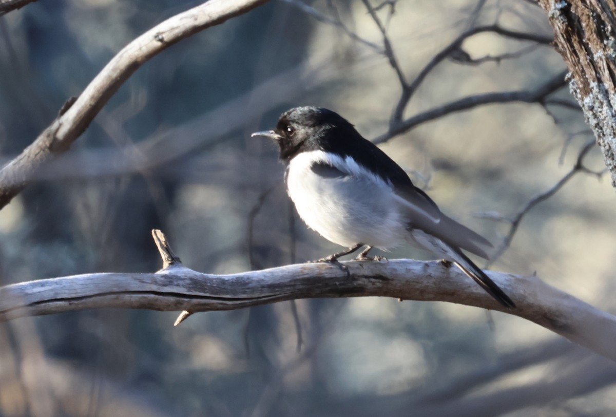 Hooded Robin - ML641254842