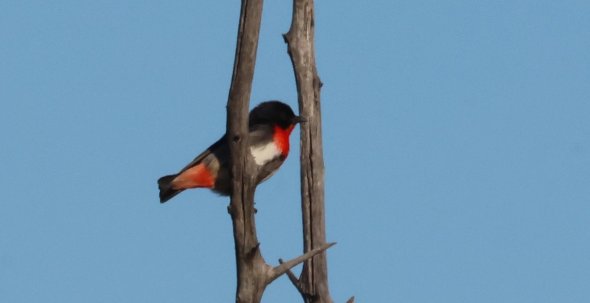 Mistletoebird - ML641254849