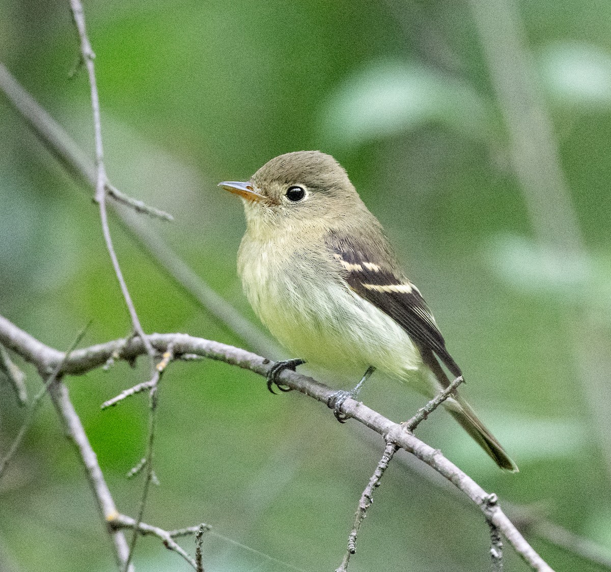 Yellow-bellied Flycatcher - ML641254868
