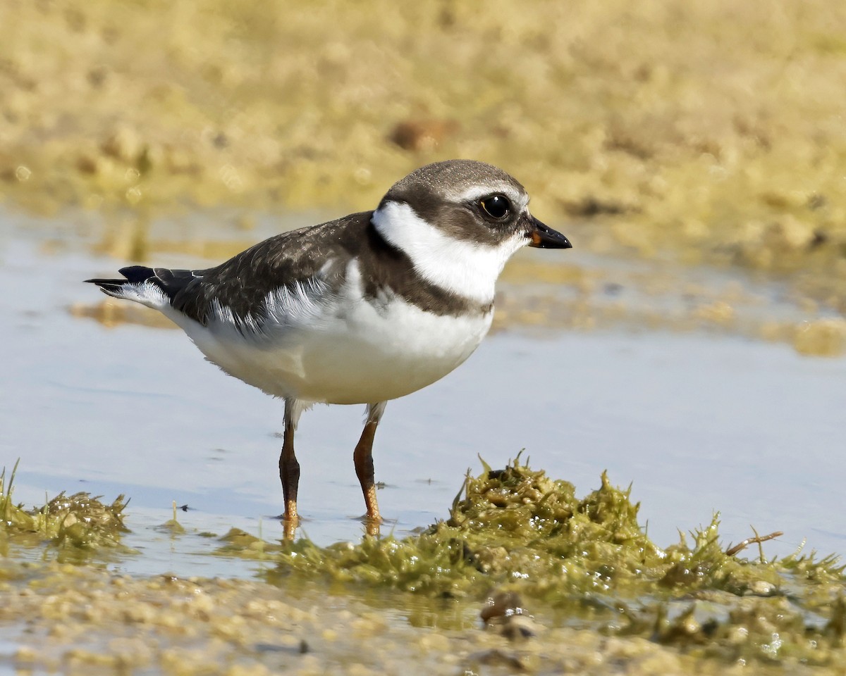 Semipalmated Plover - ML641254953
