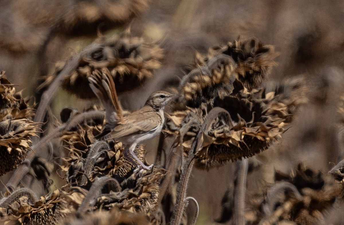 Rufous-tailed Scrub-Robin (Rufous-tailed) - ML641254963