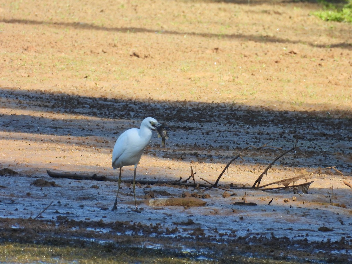 Little Blue Heron - ML641254975