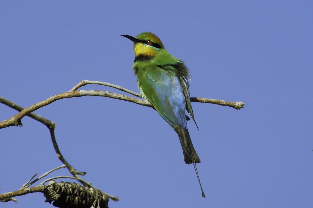 Rainbow Bee-eater - ML641254988
