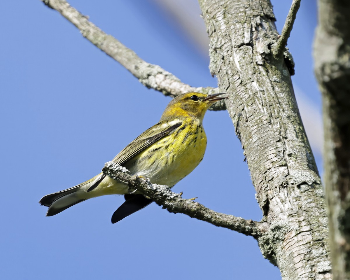Cape May Warbler - ML641254993